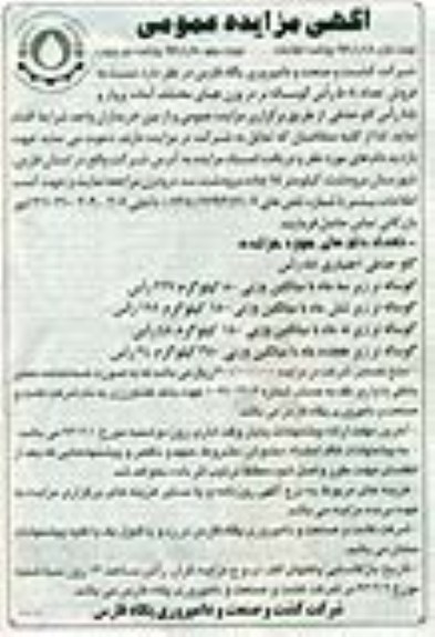 فروش تعداد 508 راس گوساله نر 