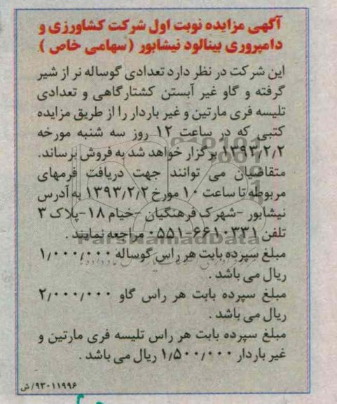 فروش تعدادی گوساله
