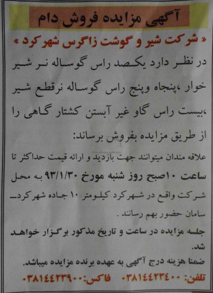 فروش تعداد یکصد راس گوساله و ...
