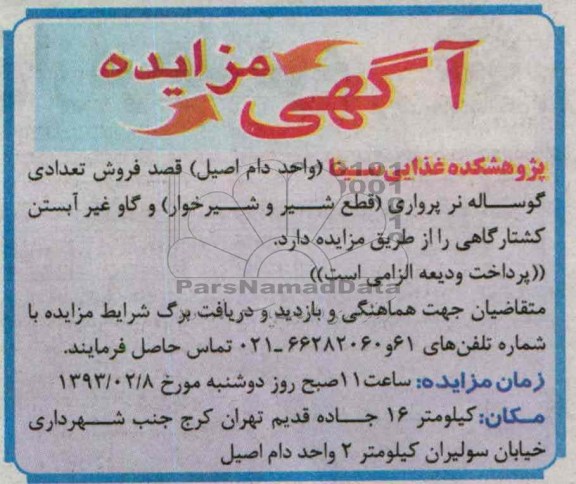 فروش تعدادی گوساله