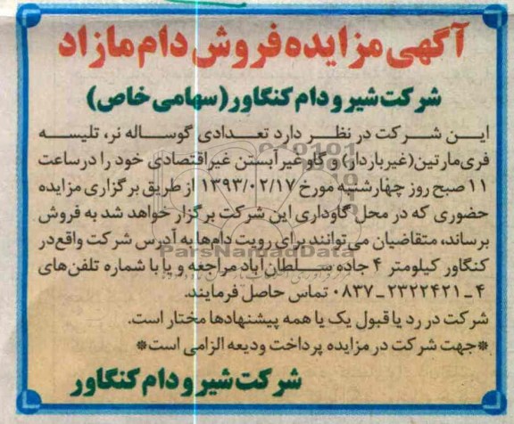 فروش تعدادی گوساله نر ، تلیسه فری مارتین (غیر باردار) و گاو غیر آبستن غیر اقتصادی 