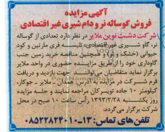 فروش گوساله نر و دام شیری غیراقتصادی