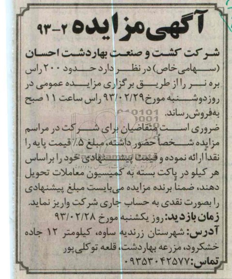 حدود 200 راس بره نر 