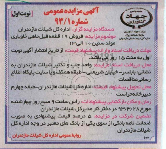 فروش 19 قطعه فیل ماهی