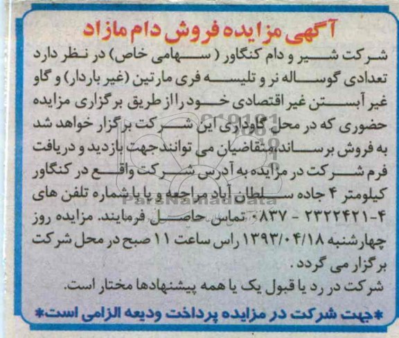 آگهی مزایده , فروش تعدادی گوساله نر ، تلیسه فری مارتین (غیر باردار) و گاو غیر آبستن غیر اقتصادی 