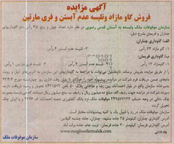 آگهی مزایده , فروش گاو مازاد و تلیسه عدم آبستن و فری مارتین