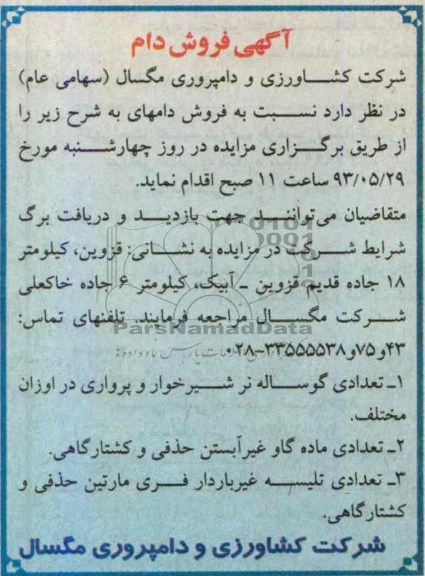 مزایده فروش دام , مزایده فروش دام تعدادی گوساله نر