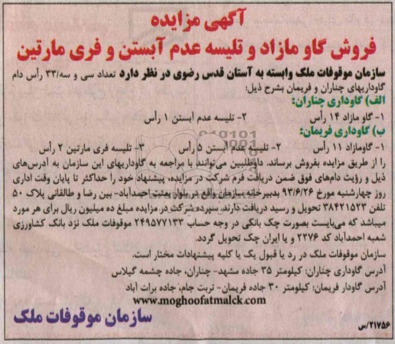 آگهی مزایده, مزایده  فروش گاو مازاد وتلیسه عدم آبستن