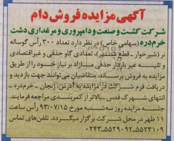 مزایده فروش دام , مزایده فروش دام 300 راس گوساله