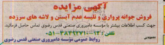 آگهی مزایده ,مزایده فروش جوانه پرواری و تلیسه