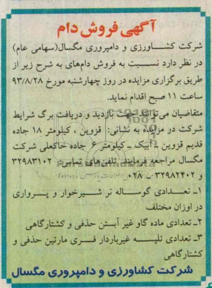 آگهی فروش دام,مزایده تعدادی گوساله نر