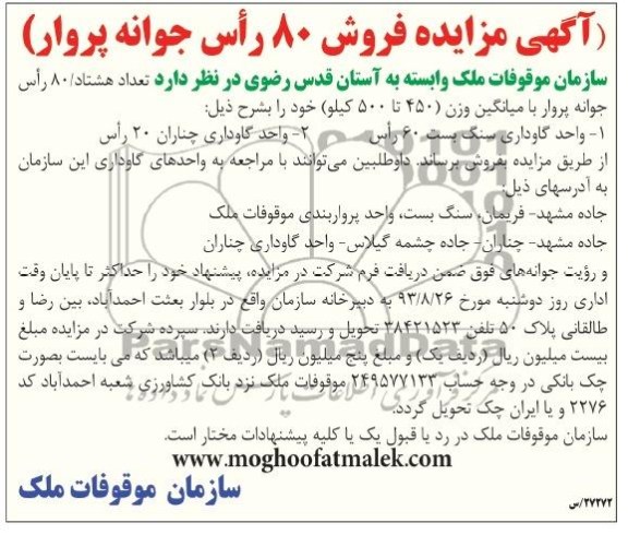 آگهی مزایده, آگهی مزایده فروش 80 راس جوانه پروار