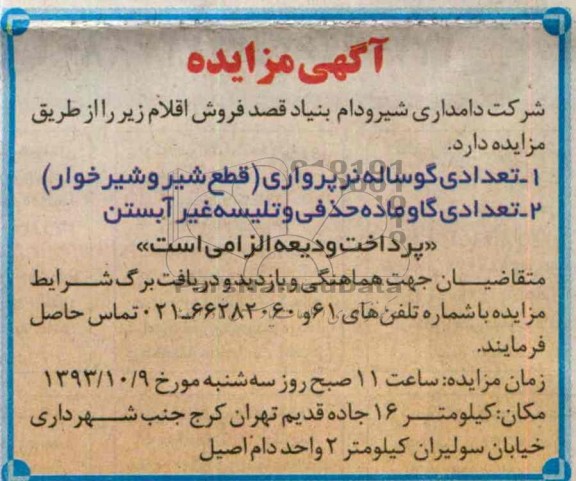 مزایده , مزایده تعدادی گوساله نر پرواری
