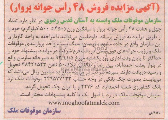 مزایده , مزایده فروش 48 راس جوانه پروار