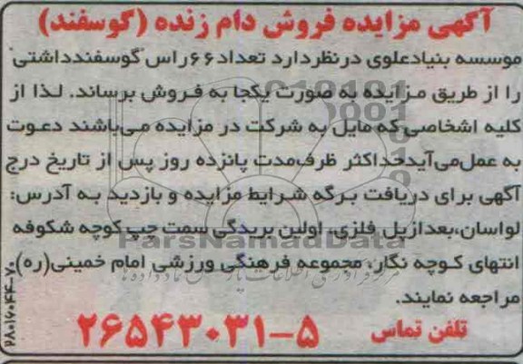 مزایده , مزایده فروش دام زنده ( گوسفند )