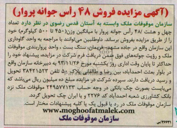 مزایده , مزایده فروش 48  راس جوانه پروار