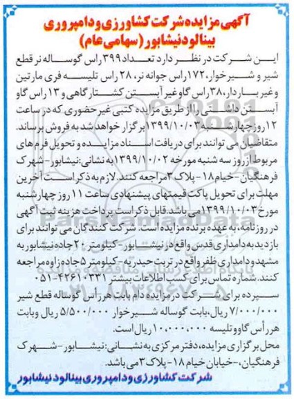 مزایده , مزایده تعداد 399 راس گوساله نر قطع شیر و شیرخوار