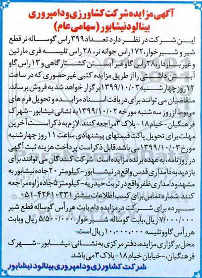 مزایده تعداد 399 راس گوساله نر قطع شیر و شیرخوار ...