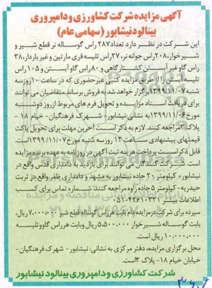 مزایده تعداد 287 راس گوساله نر قطع شیر و شیرخوار...