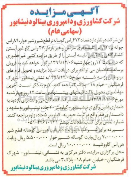 مزایده تعداد 473 راس گوساله نر قطع شیر و شیرخوار