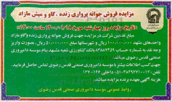 مزایده , مزایده فروش جوانه پرواری زنده، گاو و میش مازاد