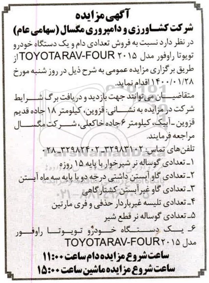 مزایده تعدادی گوساله نر شیرخوار