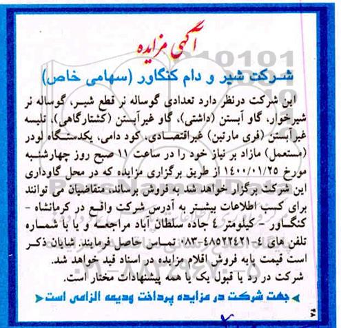 مزایده تعدادی گوساله نر قطع شیر ، گوساله نر شیرخوار....