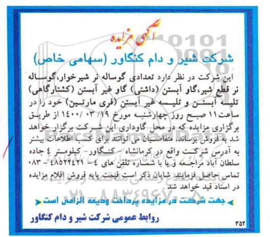 مزایده تعدادی گوساله نر شیرخوار...
