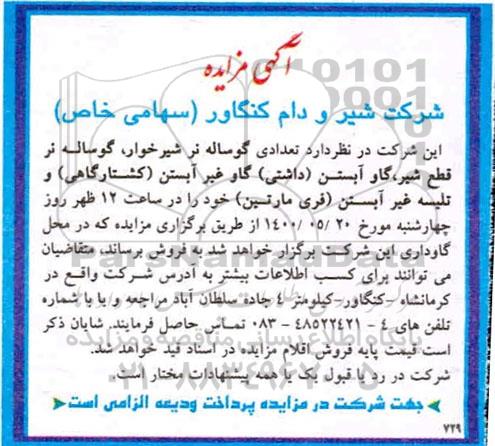 مزایده تعدادی گوساله نر شیرخوار، گوساله نر قطع ..
