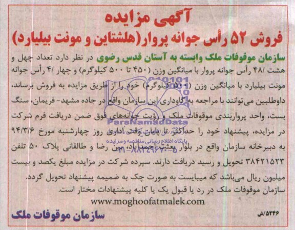 مزایده ,مزایده فروش 52 راس جوانه پروار