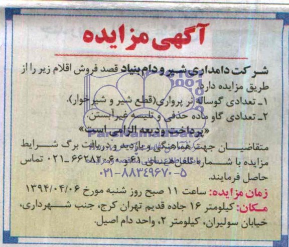 مزایده , مزایده تعدادی گوساله نر پرواری