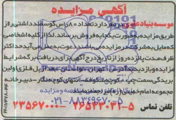 مزایده , مزایده فروش تعداد 80 راس گوسفند داشتی