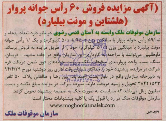 مزایده , مزایده  فروش 60 راس جوانه پروار 