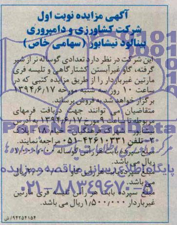 مزایده  تعدادی گوساله نر از شیر گرفته ..