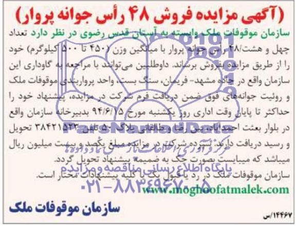 مزایده, مزایده فروش 48 راس جوانه پروار