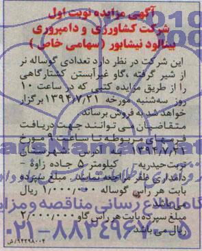 آگهی مزایده,مزایده تعدادی گوساله نر از شیر گرفته