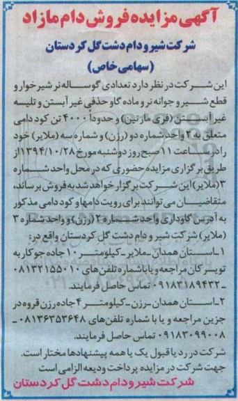 مزایده , مزایده تعدادی گوساله نر شیرخوار و قطع شیر و جوانه نر و...