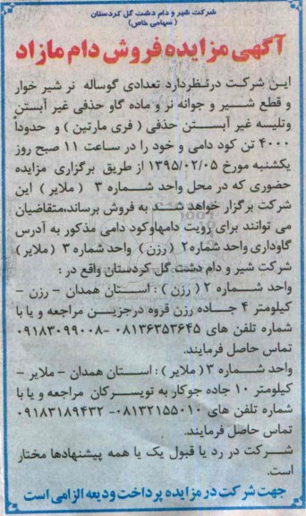 مزایده , مزایده تعدادی گوساله نر شیرخوار و قطع شیر و جوانه نر 