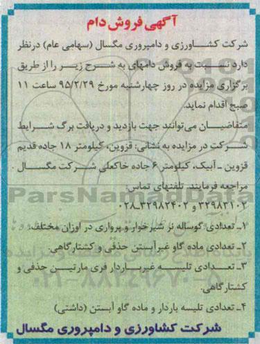 مزایده , مزایده تعدادی گوساله نر شیر خوار و پرواری...
