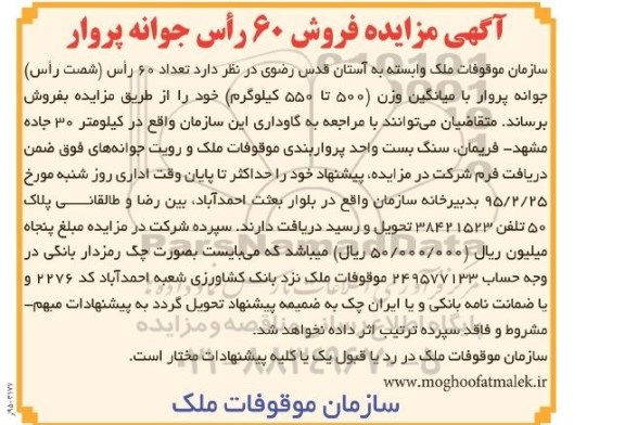 آگهی مزایده,مزایده تعداد 60 راس شصت راس جوانه پروار