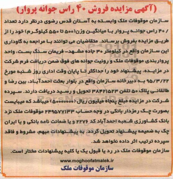 آگهی مزایده,مزایده تعداد 60 راس شصت راس جوانه پروار