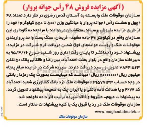 آگهی مزایده ,مزایده تعداد 48 چهل و هشت راس جوانه پروار