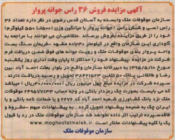 آگهی مزایده , مزایده فروش 36 راس جوانه پروار