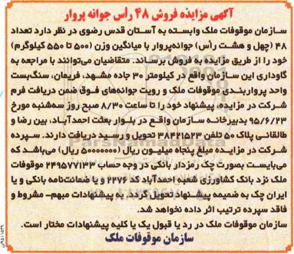 آگهی مزایده ,مزایده تعداد 48 چهل و هشت راس جوانه پروار