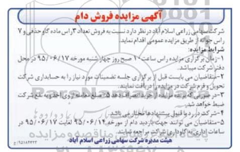 آگهی مزایده , مزایده فروش تعداد ۳ راس ماده گاو حذفی و ...