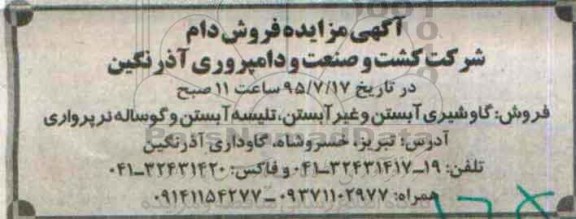 مزایده فروش گاو شیری آبستن و غیر آبستن