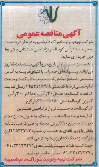 مناقصه خرید 300 راس گوساله نر