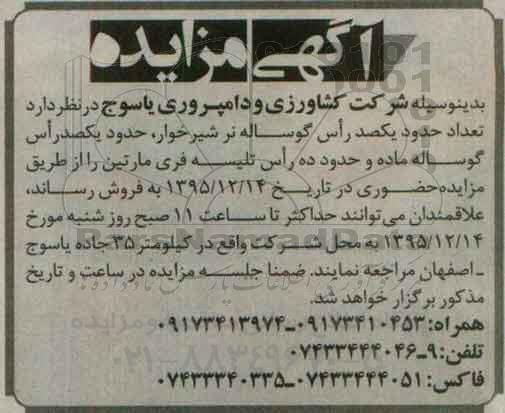 آگهی مزایده,مزایده  تعداد حدود یکصد  راس گوساله نر شیرخوار ....