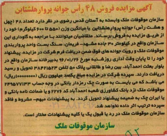 آگهی مزایده ، مزایده فروش 48 راس جوانه پروار هلشتاین 