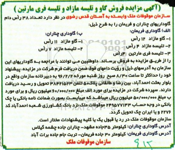 آگهی مزایده,  مزایده فروش گاو و تلیسه مازاد و تلیسه فری مارتین